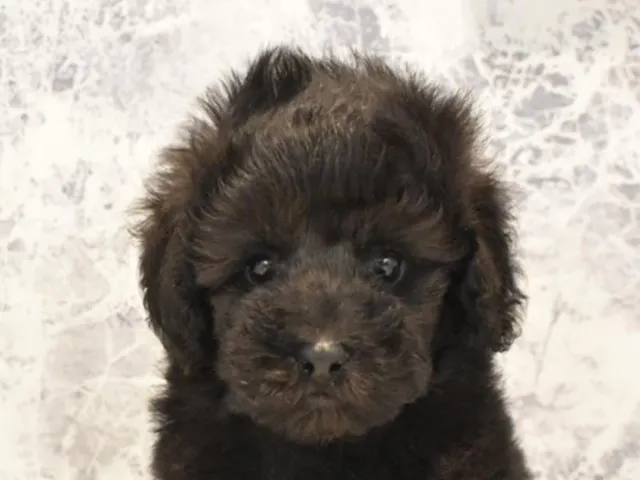 長野県のトイプードル(トイ) (ペッツワン塩尻店/2025年3月10日生まれ/男の子/ブラック)の子犬
